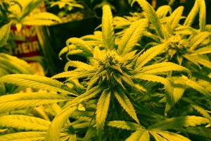 Cannabis plants grow in the Oaksterdam University nursery in downtown Oakland.