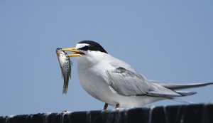 leasttern_alan vernon