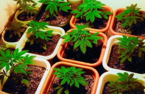 marijuana farm