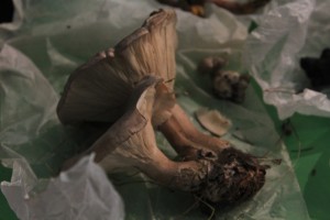 clitocybe mystery_mushroom