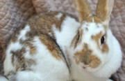 Lavender is up for adoption at Oakland Animal Services.