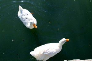 ducks