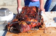 pig
