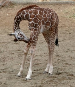 PY6_kanhema_07192012