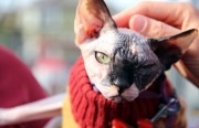 Journey, a Sphinx, was one of a handful of cats brought along to the festivities by their owners.