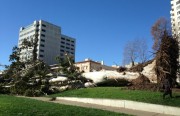 downed tree