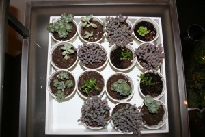 Plants called succulents Plants called succulents