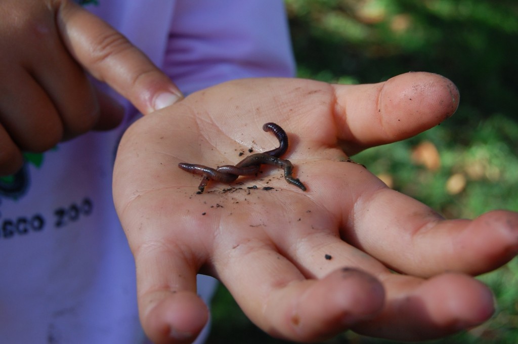 Hand holding earthworm
