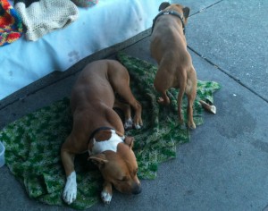 Dogs Dogs