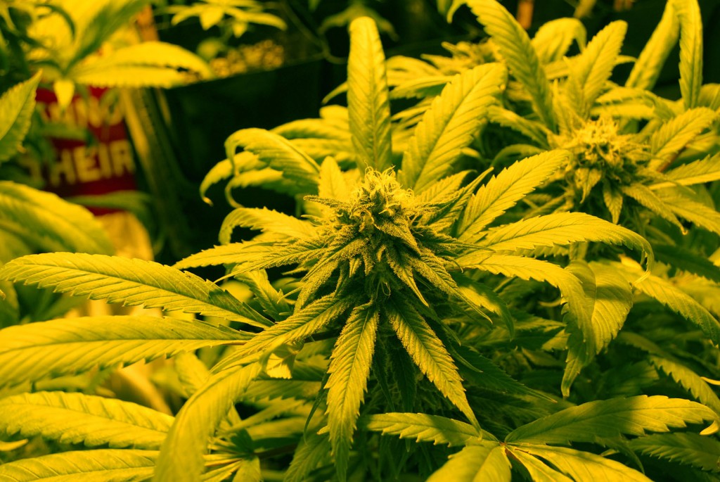 Although Proposition 19 failed during the election, many students think that recreational marijuana will remain readily available. Photo by Scott Bransford.