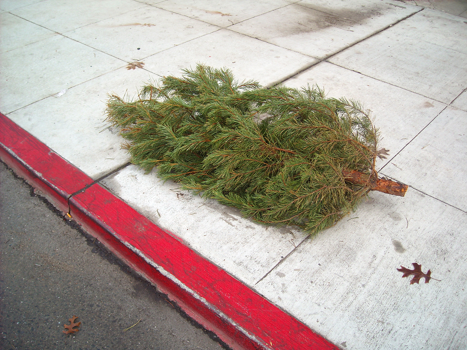Community photo of the week Curbed Christmas trees Oakland North