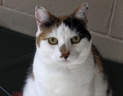 Adoptable Animal of the Week: Shania - Oakland North