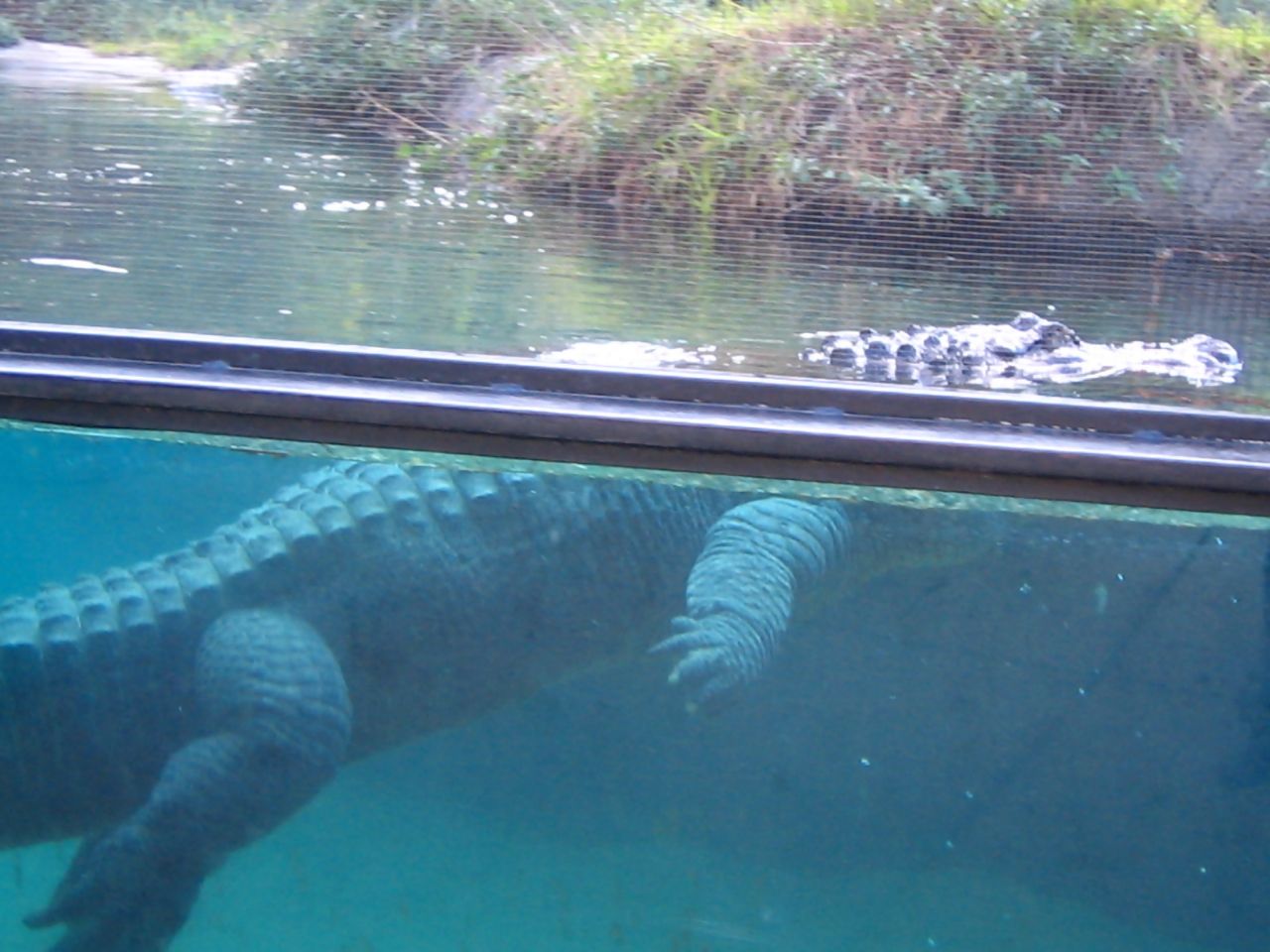 Meet the animals at the Oakland Zoo Oakland North