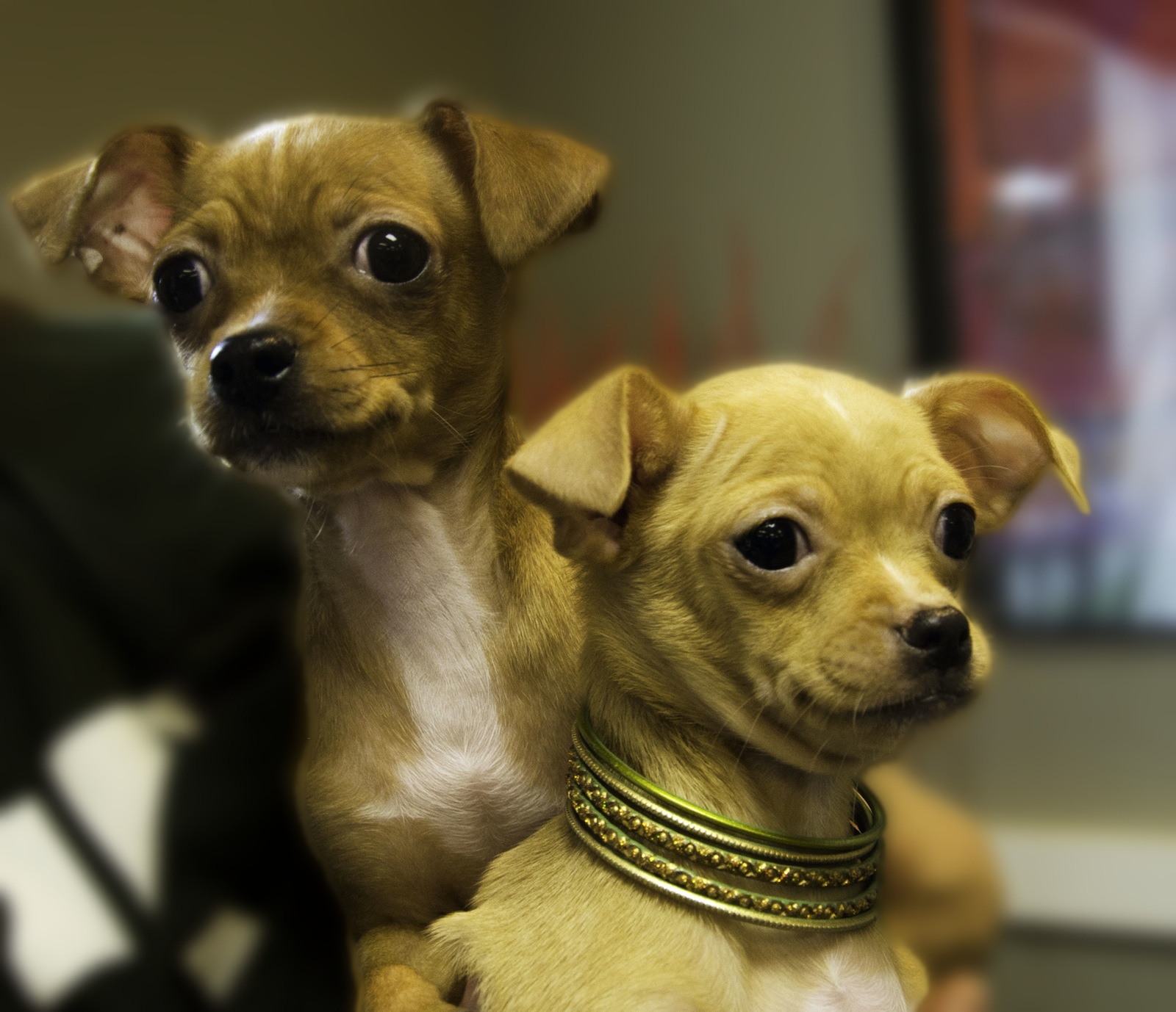 Adoptable animal of the week: The Dynamic Duo - Oakland North