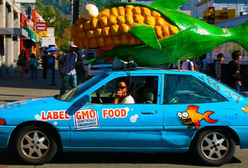 A Prop 37 supporter on Election Day this year. Photo courtesy of Lauren Kate Rosenblum Richmond Confidential.