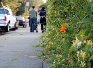 honeysuckle on sidewalk redwood heights
