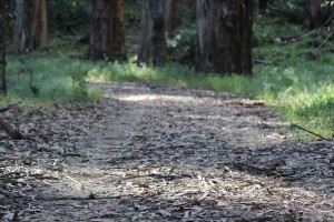 trail in redwood regional park