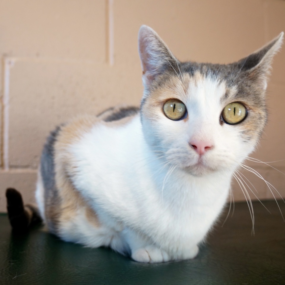 adoptable-pet-of-the-week-minuet-oakland-north