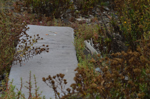 Hypodermic needles were found on a discarded mattress that was tossed near the walking path.