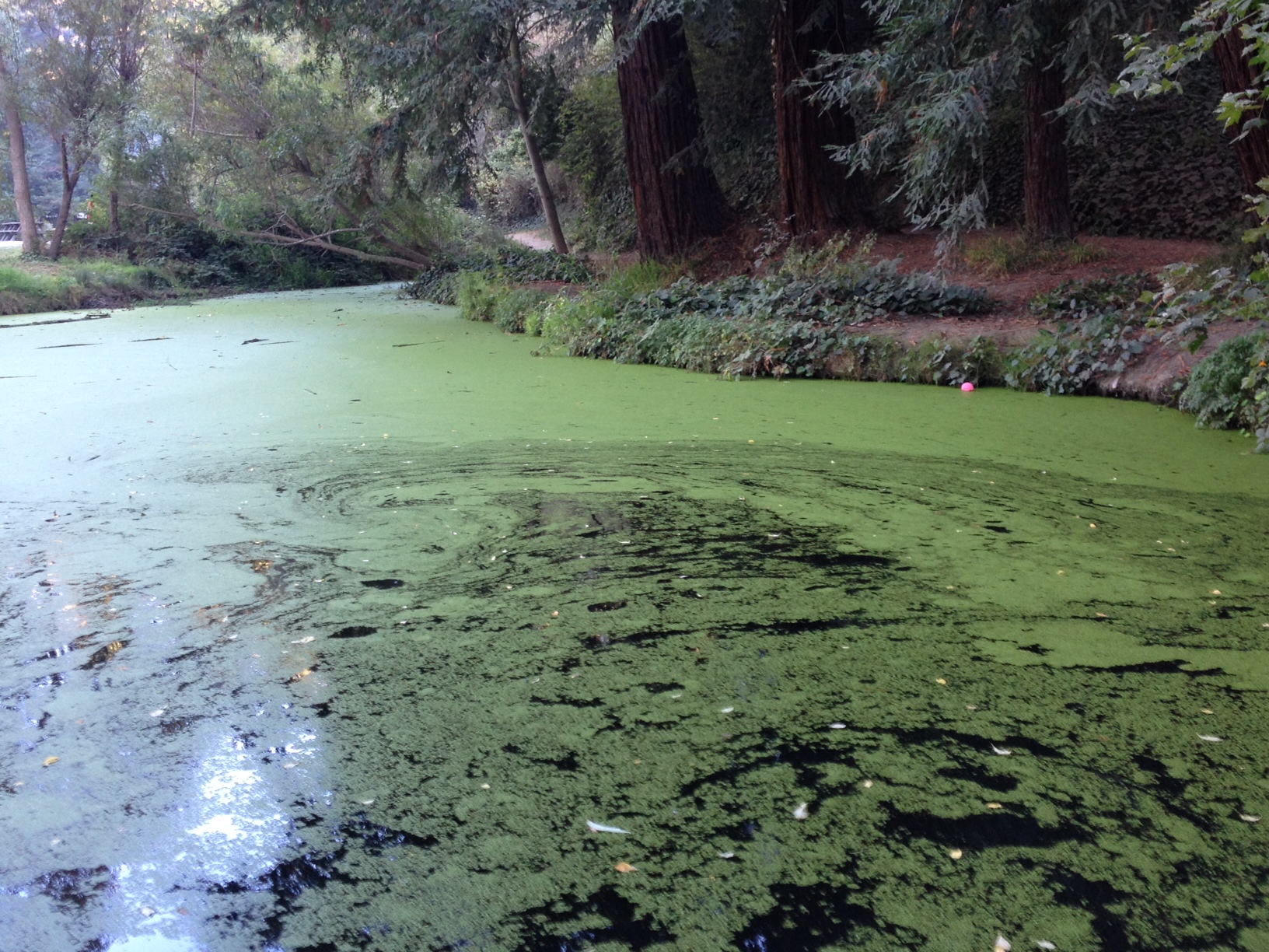 Lake Temescal Reopens After Toxic Scare Oakland North