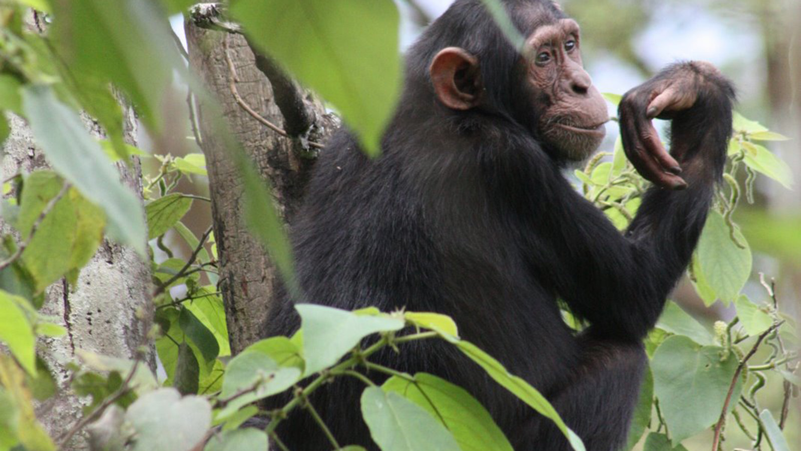 Oakland Zoo raises money to help trapped chimps - Oakland North