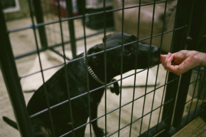Gwennie, a rescued pit bull from a dogfighting case, gets kibble from a BAD RAP friend. Photo by Romin Lee Johnson.