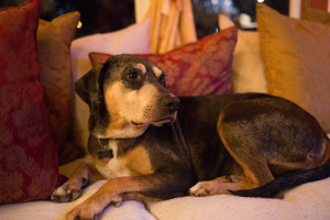 Mayoral candidate, Einstein the dog, waits for the results of the race. Photo by Nina Zou.