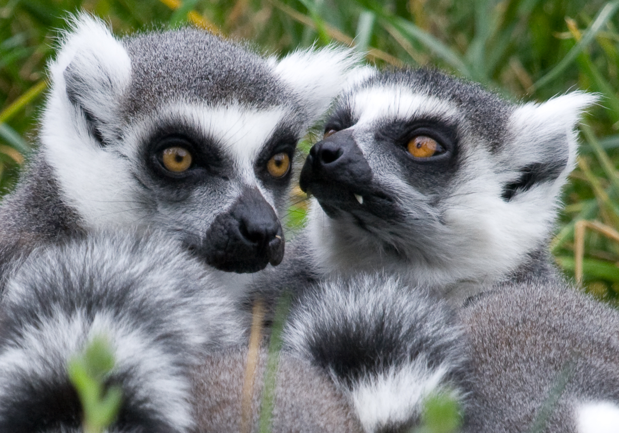 oakland zoo partners up with madagascars centre valbio to save lemurs