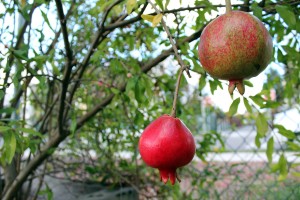 Two ripe pomegranates dangle in the crisp autumn air at Acta Non verba Farm in Oakland.