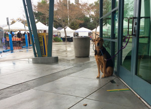 temescal-farmers-dog