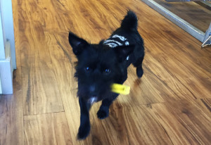 Thomas Denesha adopted Pickles from his friend, who found him in the street. Denesha brings him to work everyday at Uptown 19th Street BART Bike Station
