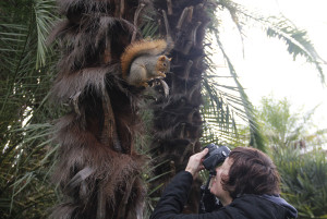 Photographer Jennifer Hale captures a squirrel moment in the palm grove at Lake Merritt after feeding the creature a walnut.