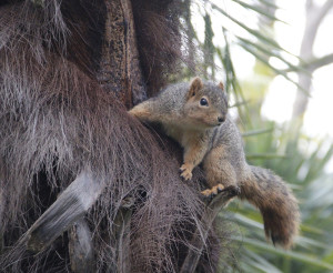A squirrel in a defensive posture, after crows in the area started cawing loudly, potentially signaling some sort of danger.