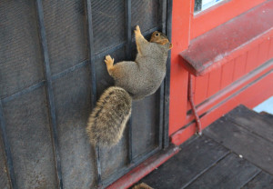 Rebachichi can open the door into Suzane Beaubrun's house from the bottom, but hasn't quite mastered the doorknob yet.