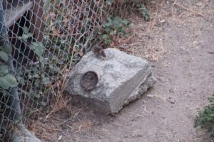 Rodents are all over the Bay Area, and working cats are suppose to help control their population. Photo by Brian Krans.