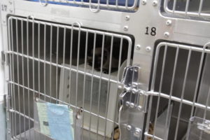 Clear boxes are put in the cages of cats, thought to be feral, to see how they react.