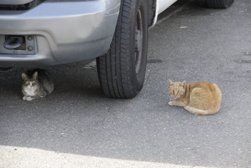 Working cats outside of Oakland Animal Services constantly look for prey.