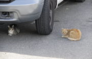 Working cats outside of Oakland Animal Services constantly look for prey.