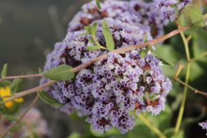 New Zealand tea tree plants blow in the breeze at Lake Merritt. Photo by Rachel Loyd.