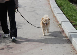 Oakland dogs enjoy jogging at Lake Merritt too! Photo by Rachel Loyd.