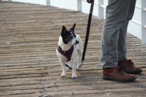 People frequently walk their dogs around Jack London Square.