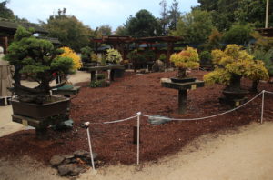 While there was still light outside, guests could explore Lake Merritt's Bonsai Garden, located behind the Lakeside Park Garden Center, and learn about the unique plants.