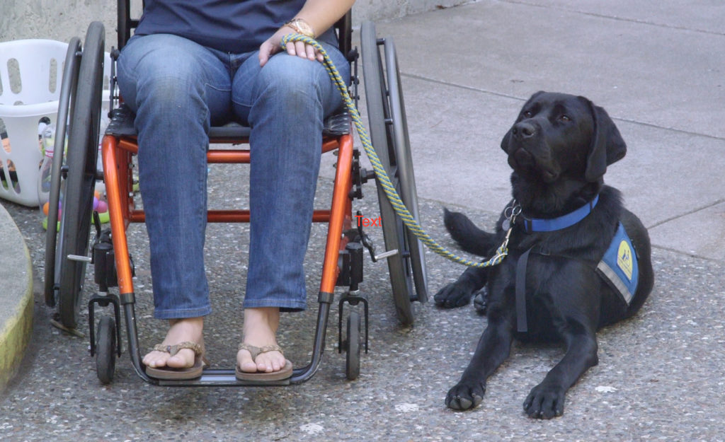 Assistance dog, Nathan, is about to demonstrate the various services he can provide disabled owner.
