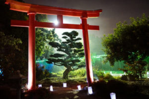 A bonsai tree is softly illuminated at the Autumn Lights Festival in Oakland on Wednesday, October 12, 2016. (Yesica Prado/Oakland North)
