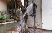EBMUD urges East Bay residents to use water wisely even though drought is over. Photo by Julia Vassey.