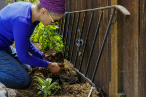 Ann Webster plants a grape vine at the Memorial Tabernacle Church for a lawn party to restore the church's garden on Saturday, May 6, 2017. (Yesica Prado/Oakland North)