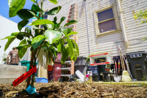 A Owari Satusuma Mandarin tree is planted at the Memorial Tabernacle Church as part of a lawn party to restore the church's garden on Saturday, May 6, 2017. (Yesica Prado/Oakland North)