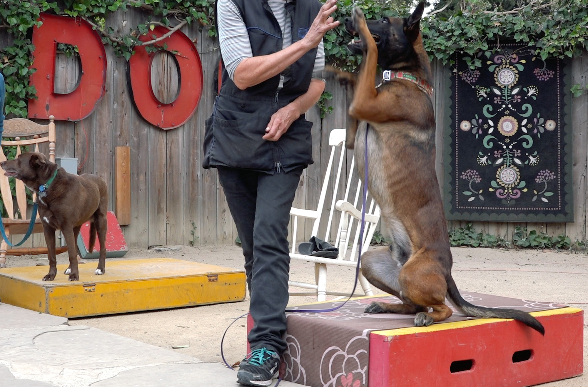 Dogs learn more than just tricks at Canine Circus School Oakland North