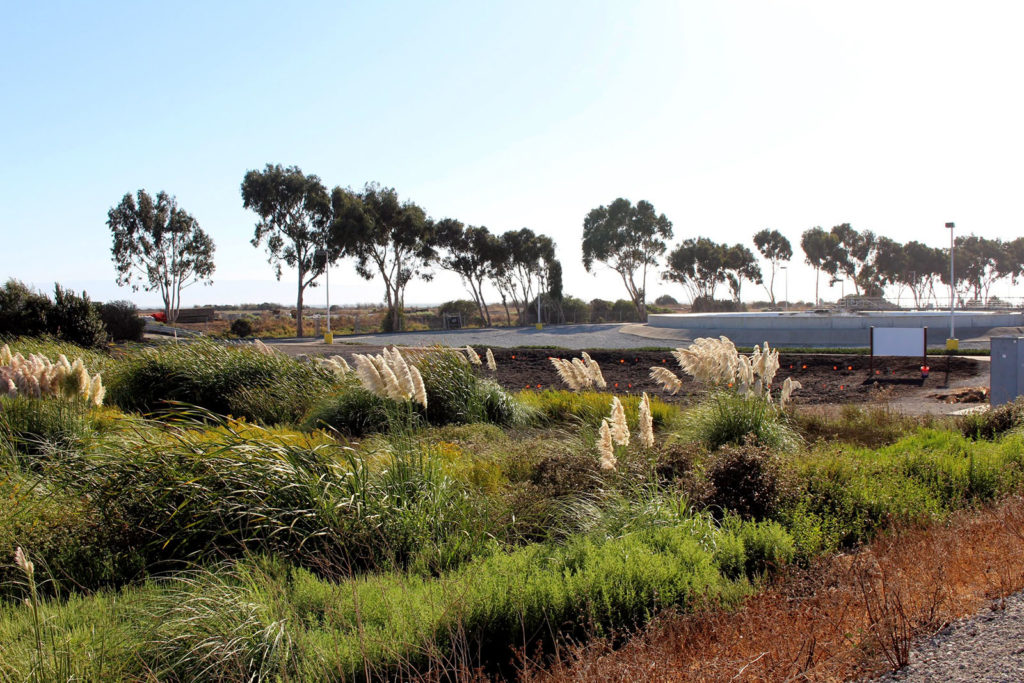 The Oro Loma horizontal levee, a constructed wetland built to address future sea level rise.