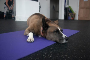 Page's dog Logan sits in her Power Circuit class.